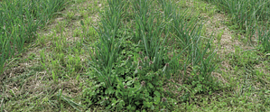 weed suppression - wheat