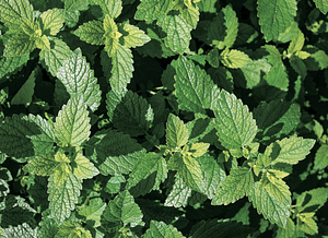 medicinal herb garden - lemon balm 