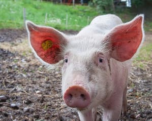 pig with a yellow ear tag