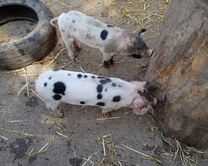 two spotted piglets