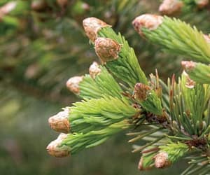 spruce ice cream