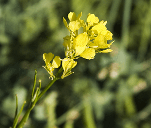 dealing with weeds