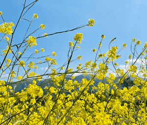 dealing with weeds