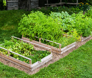 using woodchip to improve soil in planting beds