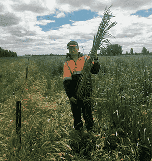 australian boy with crop Photo by Bruce Maynard