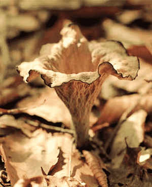 black trumpet
