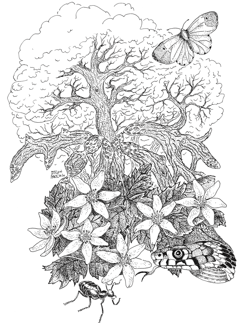 Tree for beavers