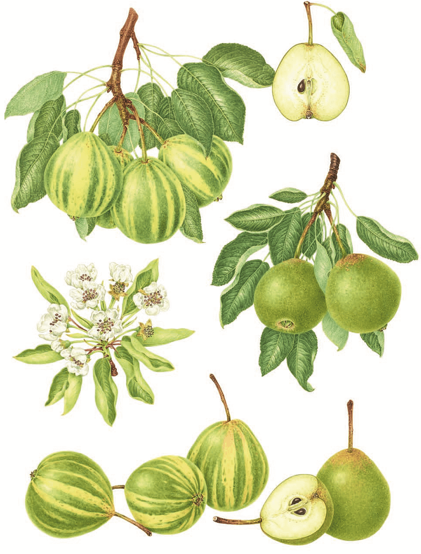 The Book of Pears