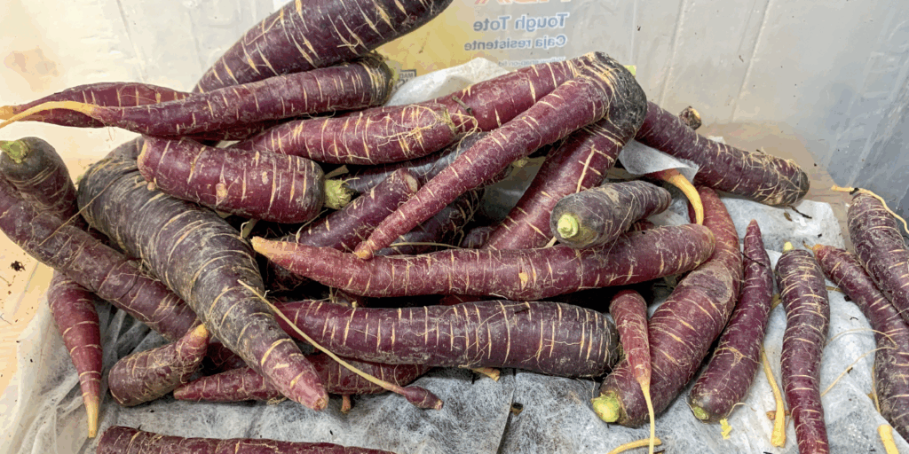CarrotsBanner_Beyond-the-Root-Cellar-