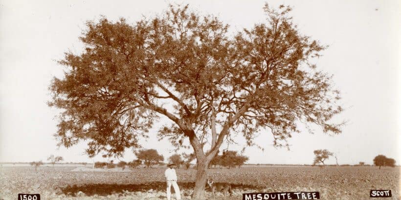 bannersnack_mequitetreebanner_mesquite mesquite tree