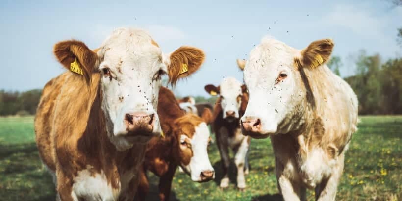 blog feature image (1) cows grazing