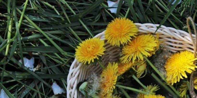 dandelions_bannersnack