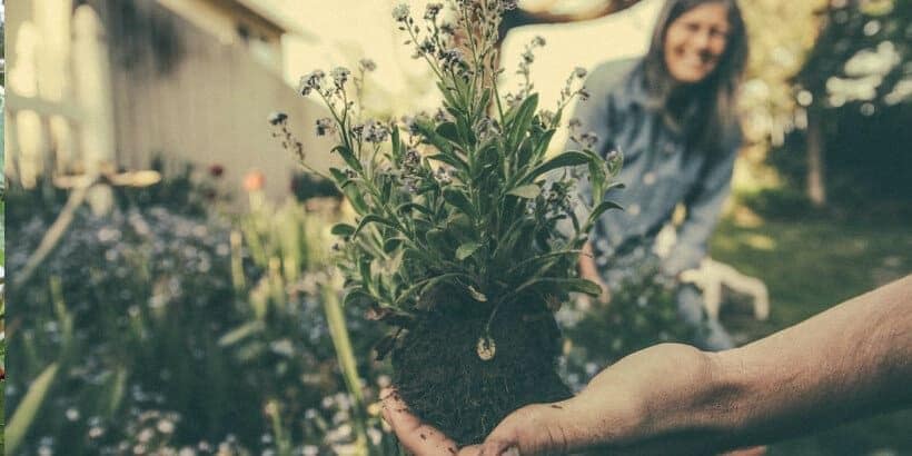 gardening_bannersnack gifts for gardeners