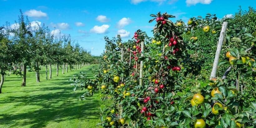 uncultivated_apple trees_bannersnack apple orchard