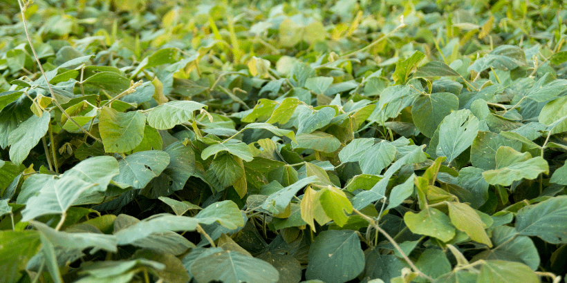 weedsuppression_canva weedsuppression_canva
