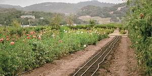 flower farm