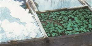 cold frame