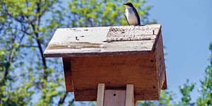 This avian pest control expert deserves a rest after a long day of helping in my gardens.