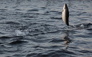 salmon jumping out of water
