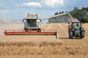 Dwarfed Modern Wheat