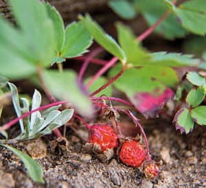 wild strawberries growing
