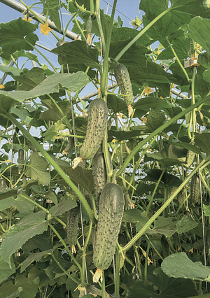 storing cucumbers - growth