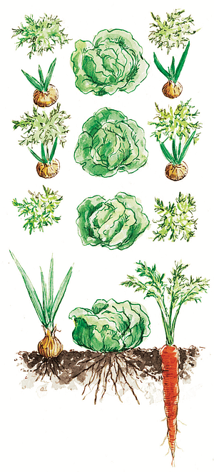 Interplanting of lettuce, carrots, and onions