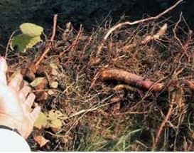 hazelnut tree storage root