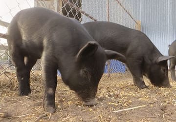 piglets feeding from the ground