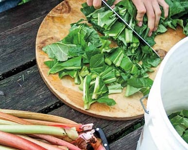 chopping rhubarb
