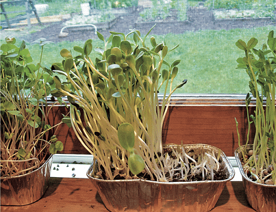 Salad Sprouts growing in a tray