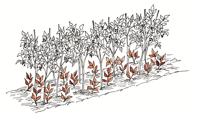 raspberry crop again