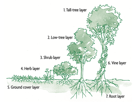 seven-layer forest garden