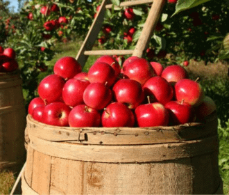 cidermaking