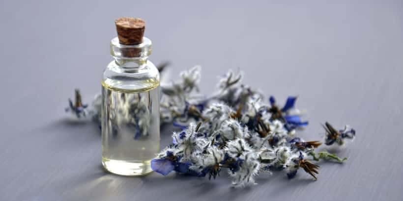 bannersnack_seedoil-header_HFHPV2 seed oil