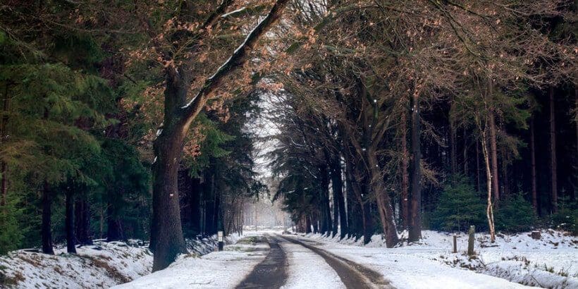 bannersnack_wintertrees_fullmoonfeast winter road through trees