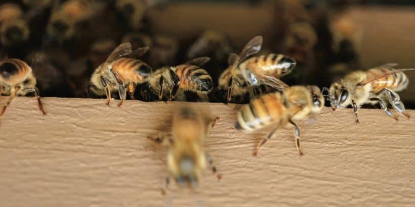 bees_sandorfermentation_Bannersnack-High-Quality bees_sandorfermentation_Bannersnack-High-Quality