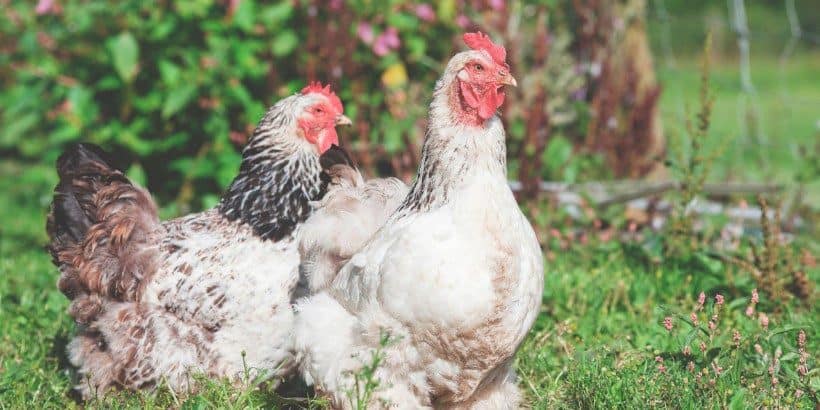 chickens_gaiasgarden_book chicken