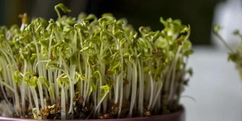 sprouts_bannersnack indoor gardening