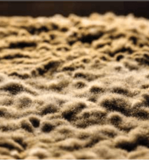 koji rice
