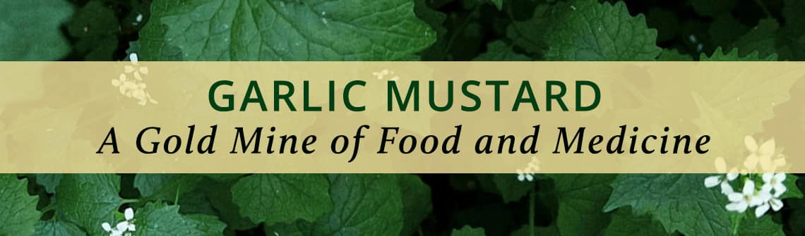 GarlicMustard_resized