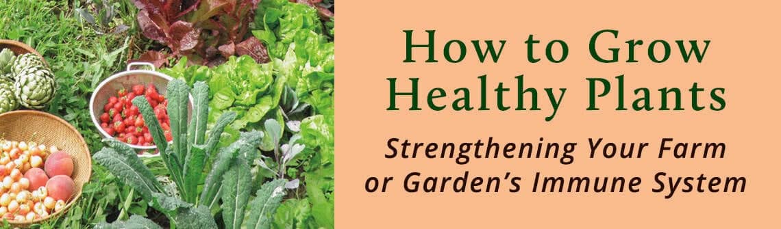 How to Grow Healthy Plants_blog
