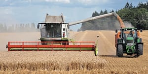 modern wheat