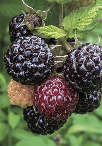 Black Raspberry () Black Raspberry