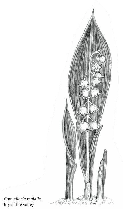 lily of the valley