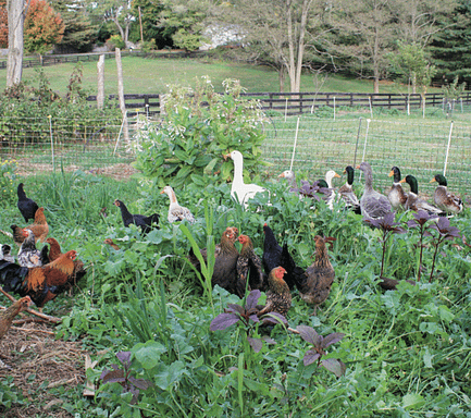 feeding your flock - cover crops