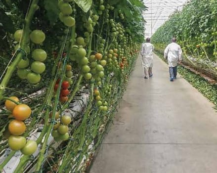 Tomatoes in a cluster on a vine in a greenhouse