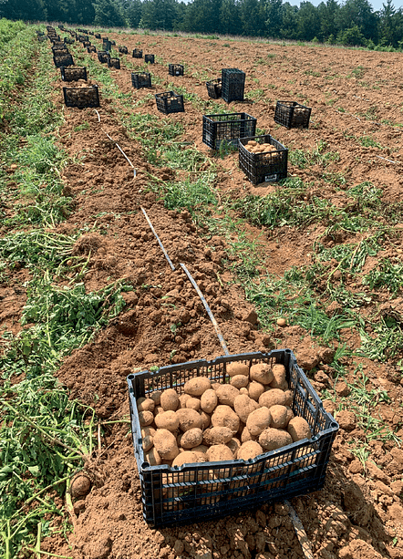 The potato harvest at Open Door Farm in Cedar Grove, North Carolina, assisted by a single-row potato digger.