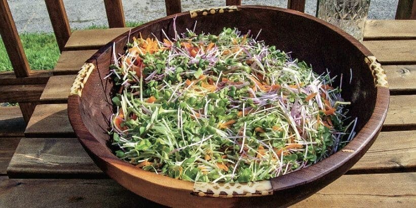All-Star-All-Sprout-Salad-panorama All-Star-All-Sprout-Salad-panorama