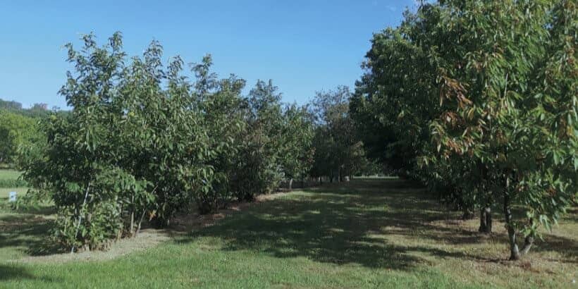 AmericanChestnut_TreesofPower The breeding program at the Lockwood, Connecticut, Agricultural Experi- ment Station run by Dr. Sandra Anagnostakis. This program includes species from all over the world and extends through many di erent plant- ings. This particular planting is a mix of American chestnut and Ozark chinquapin and also includes genetics of Japanese and Henry chestnut.
